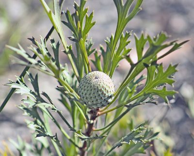 Isopogon petiolaris, photographed by Tony Eales