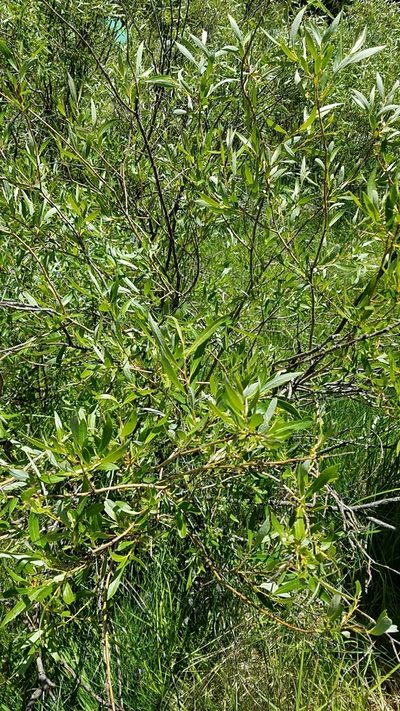 Salix lemmonii, photographed by Dan Horowitz