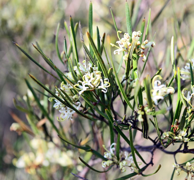 Grevillea viridiflava, photographed by Tony Eales
