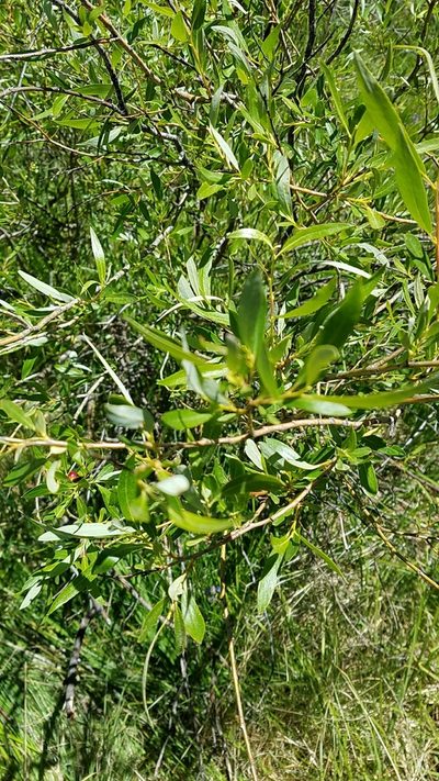 Salix lemmonii, photographed by Dan Horowitz