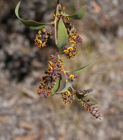 Daviesia latifolia, photographed by Tony Eales