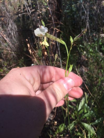 Nicotiana suaveolens, photographed by Guy Taseski