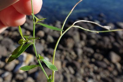 Wahlenbergia rupestris, photographed by John Barkla