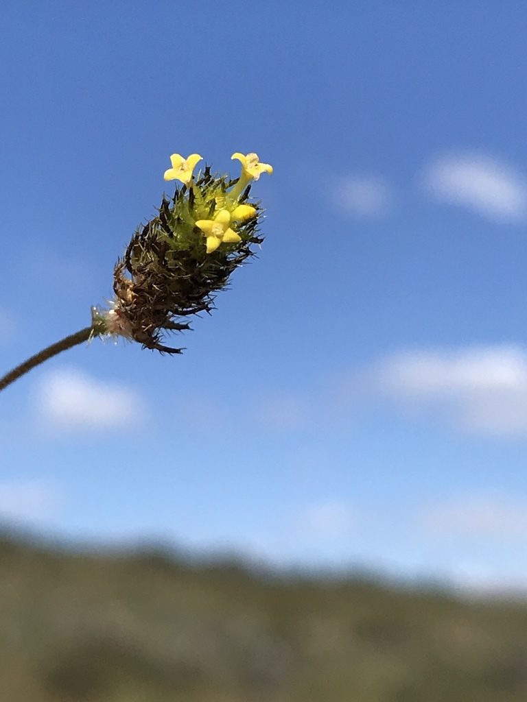 Perama hirsuta, photographed by william_hoyer
