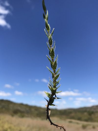 Perama hirsuta, photographed by william_hoyer