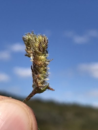 Perama hirsuta, photographed by william_hoyer