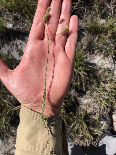Perama hirsuta, photographed by william_hoyer