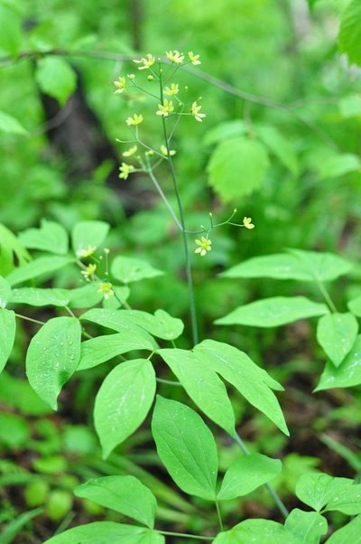 Caulophyllum robustum, photographed by Татьяна Прозорова