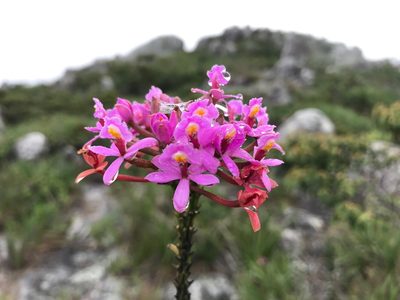 Epidendrum secundum, photographed by william_hoyer