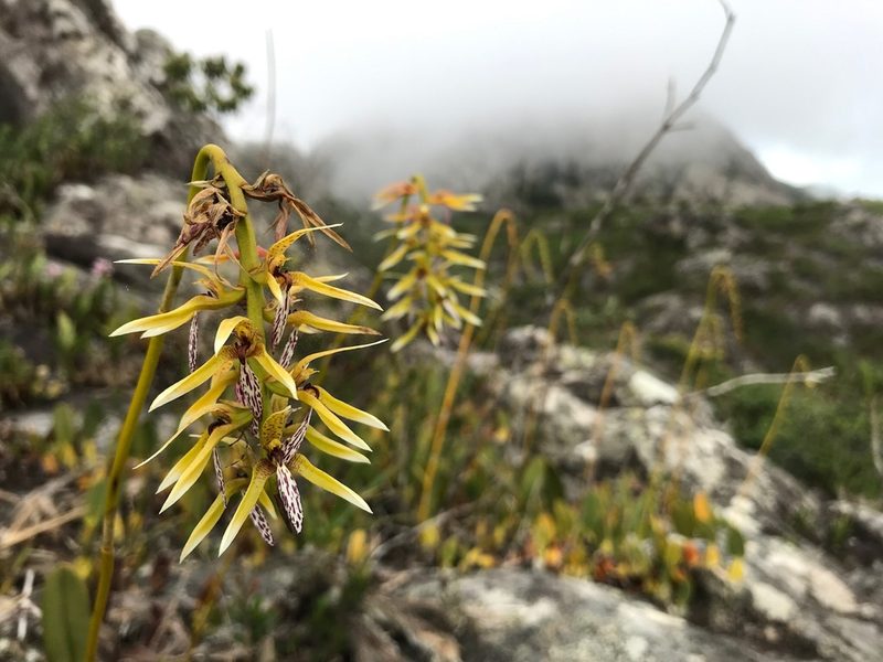 Bulbophyllum weddellii, photographed by william_hoyer