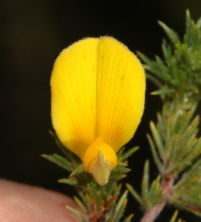 Aspalathus neglecta, photographed by Brian du Preez