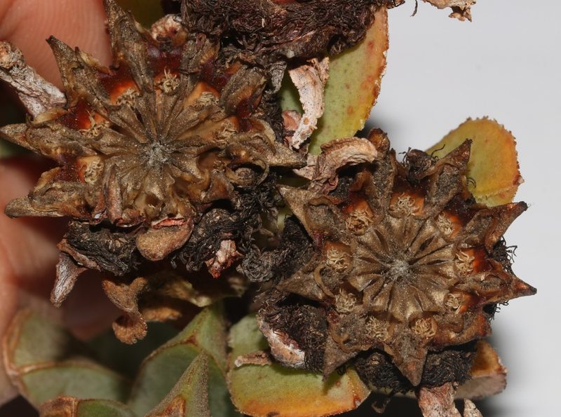 Erepsia lacera, photographed by Brian du Preez