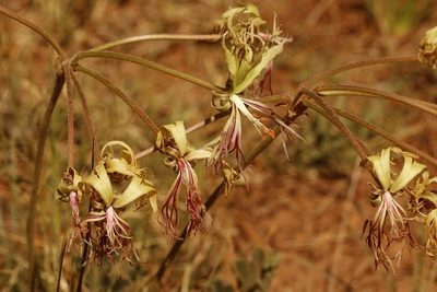 Pelargonium schizopetalum, photographed by Karen Eichholz