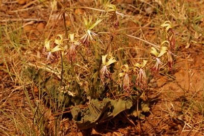 Pelargonium schizopetalum, photographed by Karen Eichholz