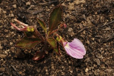Hybanthus capensis, photographed by Karen Eichholz