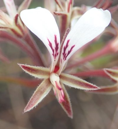 Pelargonium dipetalum, photographed by Nicola van Berkel