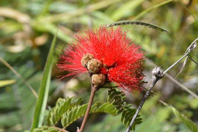 Calliandra dysantha, photographed by Douglas