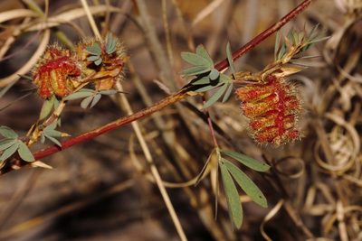 Kotschya strobilantha, photographed by i_c_riddell