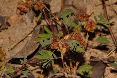Kotschya strobilantha, photographed by i_c_riddell