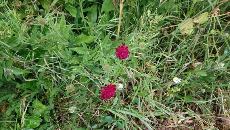 Knautia macedonica, photographed by lukeromaine