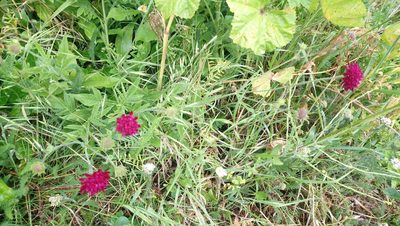 Knautia macedonica, photographed by lukeromaine