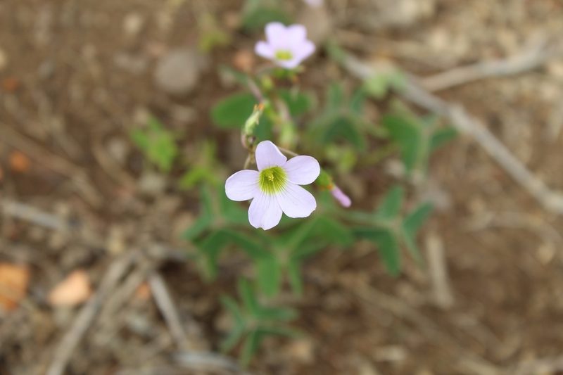Oxalis cuatrecasasii, photographed by Andrés Ramírez-Barrera