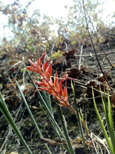 Pitcairnia palmeri, photographed by Dante S. Figueroa