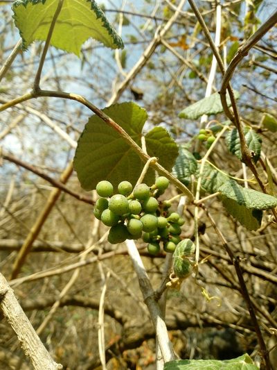 Ampelocissus acapulcensis, photographed by Dante S. Figueroa