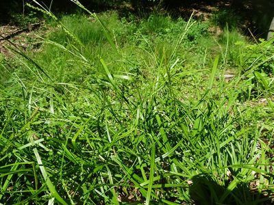 Carex strigosa, photographed by Grzegorz Grzejszczak