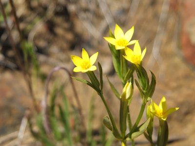 Centaurium maritimum, photographed by Aissa Djamel Filali