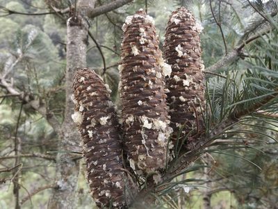 Abies flinckii, photographed by Dante S. Figueroa