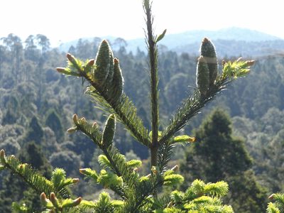 Abies jaliscana, photographed by Dante S. Figueroa
