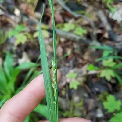 Carex laxiflora, photographed by Scott Ward