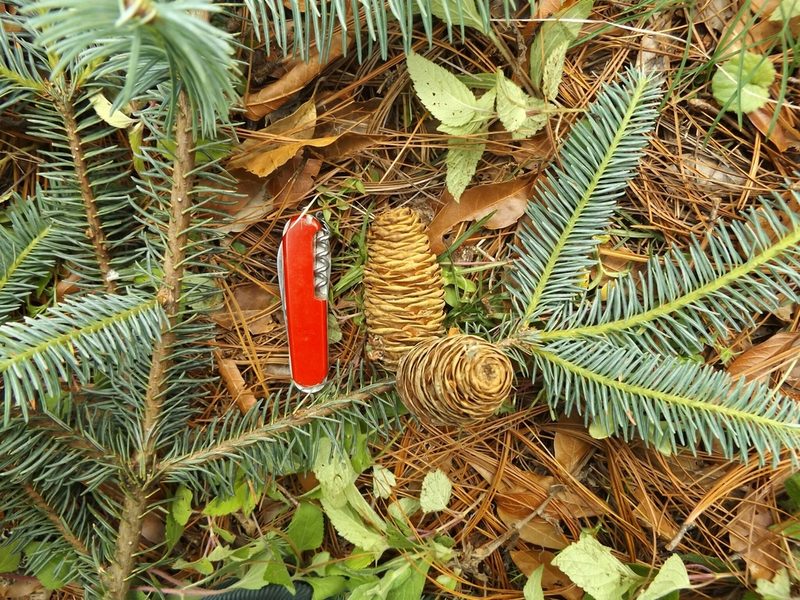 Abies durangensis, photographed by Dante S. Figueroa