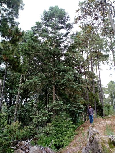 Abies durangensis, photographed by Dante S. Figueroa