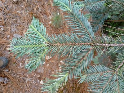 Abies durangensis, photographed by Dante S. Figueroa