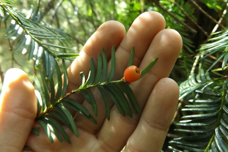 Taxus globosa, photographed by Dante S. Figueroa