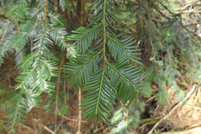 Taxus globosa, photographed by Dante S. Figueroa