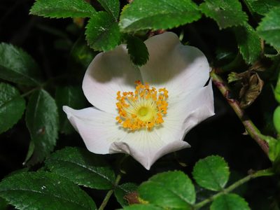 Rosa corymbifera, photographed by Emanuele Santarelli