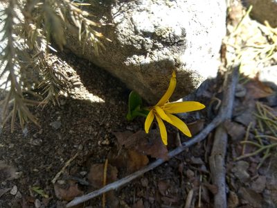 Colchicum luteum, photographed by Maxim Shashkov