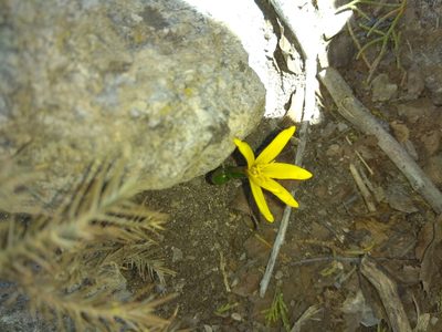 Colchicum luteum, photographed by Maxim Shashkov