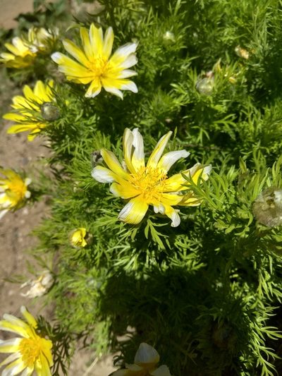 Adonis turkestanica, photographed by Maxim Shashkov