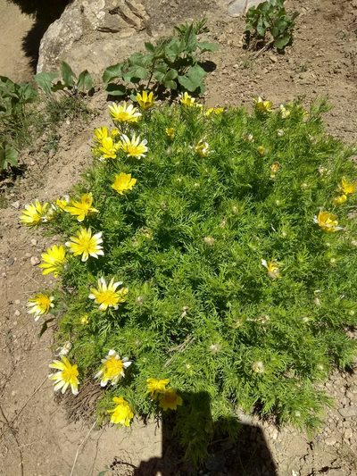 Adonis turkestanica, photographed by Maxim Shashkov