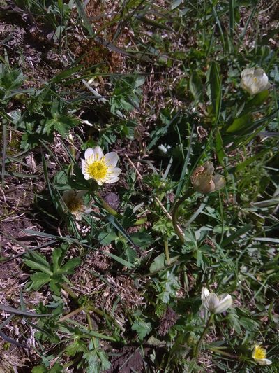 Trollius komarovii, photographed by Maxim Shashkov