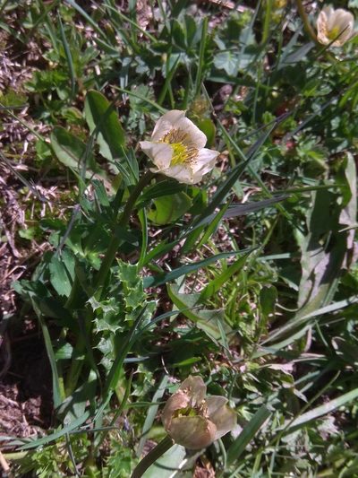 Trollius komarovii, photographed by Maxim Shashkov