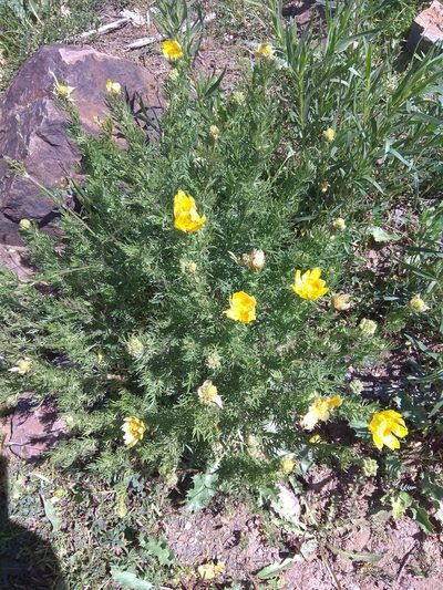 Adonis turkestanica, photographed by Maxim Shashkov