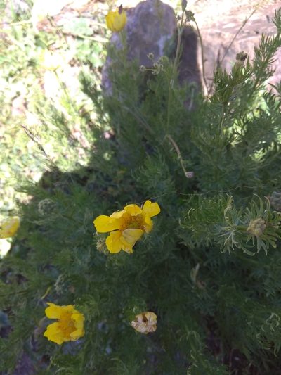 Adonis turkestanica, photographed by Maxim Shashkov