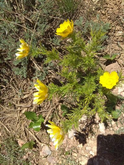 Adonis turkestanica, photographed by Maxim Shashkov