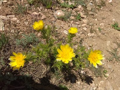Adonis turkestanica, photographed by Maxim Shashkov