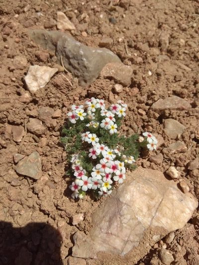 Androsace sericea, photographed by Maxim Shashkov